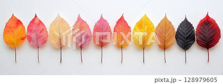 Abstract set of pastel pink, orange, blue, and purple leaves, arranged playfully in a straight line on white. Abstract set of pastel pink, orange, blue, and purple leaves, arranged playfully in a straight line on white. 128979605