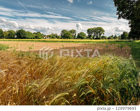 Field of wheat is shown with a clear blue sky in the background Field of wheat is shown with a clear blue sky in the background 128979691
