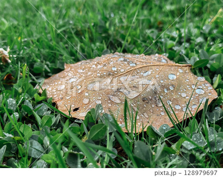 Leaf with raindrops on it is on a grassy field 128979697