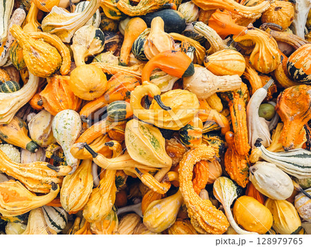 Pile of squash with some green leaves on them Pile of squash with some green leaves on them 128979765