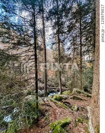 A forest with a stream running through it 128979817