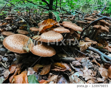A group of mushrooms are growing on the ground in a forest 128979855