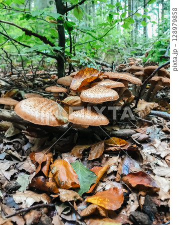 A group of mushrooms are growing on the ground in a forest A group of mushrooms are growing on the ground in a forest 128979858