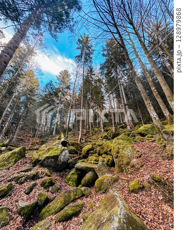 A forest with moss growing on the rocks and trees A forest with moss growing on the rocks and trees 128979868
