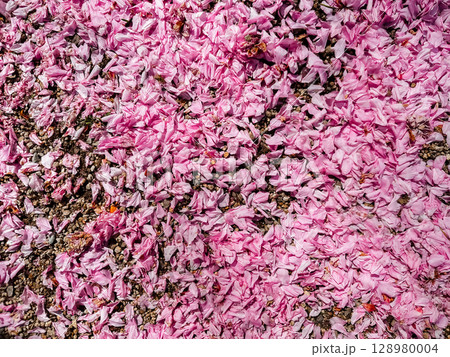 Pink flower petals scattered on the ground 128980004