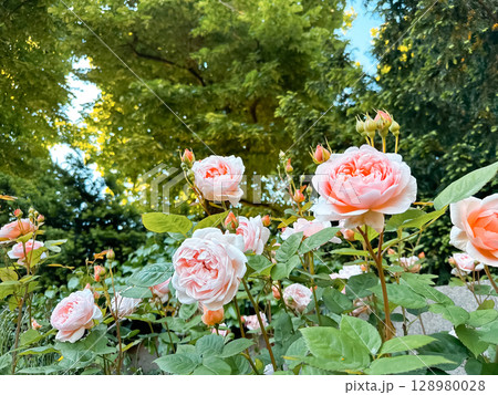 Field of pink flowers with green leaves 128980028