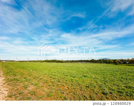 A large field of grass with a clear blue sky above 128980029