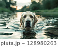 Dog is swimming in a river 128980263