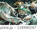 Frog is sitting on top of some trash 128980267