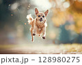 Small dog is jumping in the air 128980275