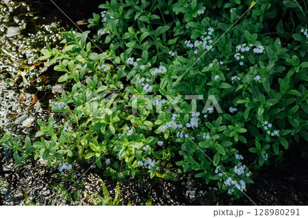 白い勿忘草 128980291