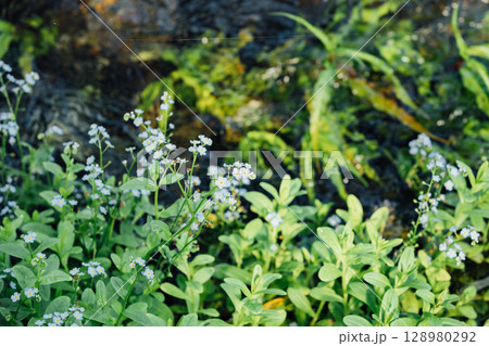 白い勿忘草 128980292
