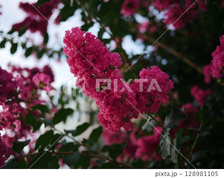 新緑の季節の密集した複数の葉を撮影しました サルスベリの花のきれいさが素晴らしい ピンクの芸術 コピ 新緑の季節の密集した複数の葉を撮影しました サルスベリの花のきれいさが素晴らしい ピンクの芸術 コピ 128981105