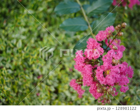 新緑の季節の密集した複数の葉を撮影しました　サルスベリの花のきれいさが素晴らしい　ピンクの芸術　コピ 128981122