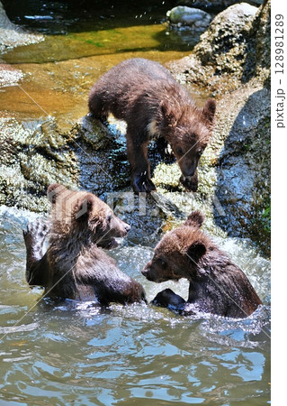 川で遊ぶ子グマの兄弟 川で遊ぶ子グマの兄弟 128981289