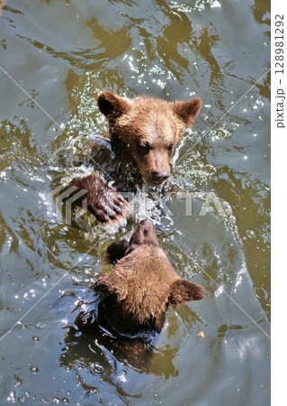 川で遊ぶ子ぐま 128981292
