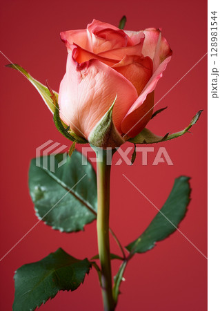 Close-up of a beautiful pink rose bud against a vibrant red background 128981544
