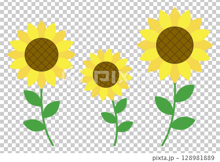 Sunflower illustration material, three flowers lined up, summer 128981889
