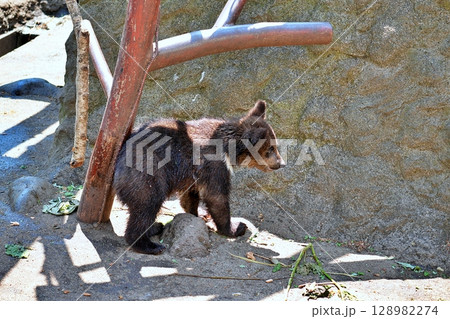 子ぐま 128982274
