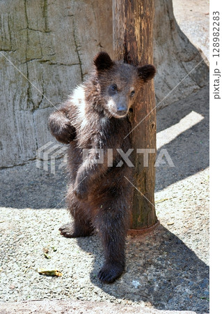 子ぐま 128982283