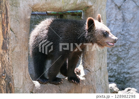 子ぐま 128982298