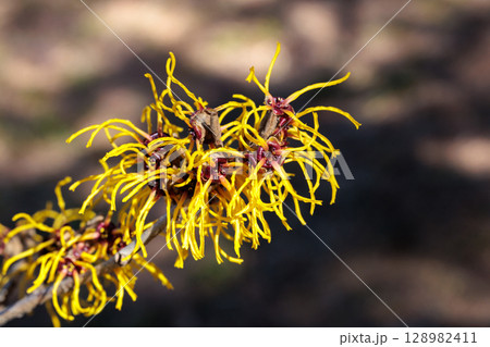 早春に咲く黄色い花のマンサク バームステッドゴールドの花のクローズアップ 128982411