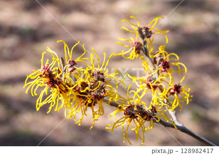 早春に咲く黄色い花のマンサク バームステッドゴールドの花のクローズアップ 128982417