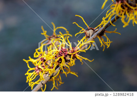 早春に咲く黄色い花のマンサク バームステッドゴールドの花のクローズアップ 128982418