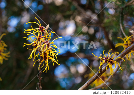 早春に咲く黄色い花のマンサク バームステッドゴールドの花のクローズアップ 128982419