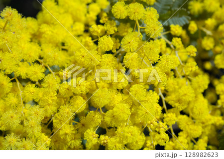 春の訪れを知らせる黄色いミモザの花 128982623