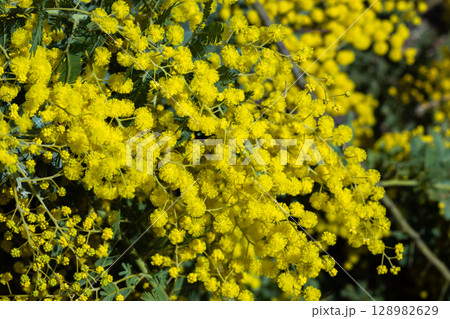 春の訪れを知らせる黄色いミモザの花 春の訪れを知らせる黄色いミモザの花 128982629