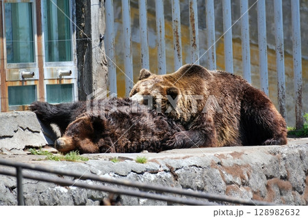 北海道 クマ牧場の風景 北海道 クマ牧場の風景 128982632