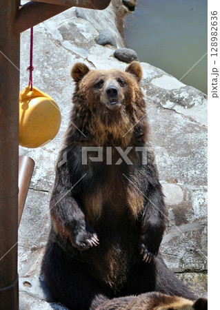 北海道 クマ牧場の風景 128982636