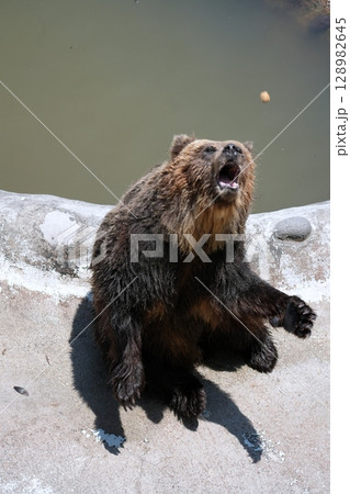 北海道 クマ牧場の風景 北海道 クマ牧場の風景 128982645