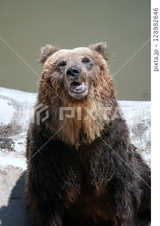 北海道 クマ牧場の風景 北海道 クマ牧場の風景 128982646