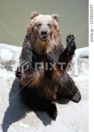 北海道 クマ牧場の風景 北海道 クマ牧場の風景 128982647