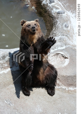 北海道 クマ牧場の風景 128982649