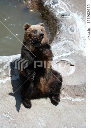 北海道 クマ牧場の風景 北海道 クマ牧場の風景 128982650