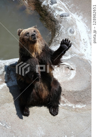 北海道 クマ牧場の風景 北海道 クマ牧場の風景 128982651