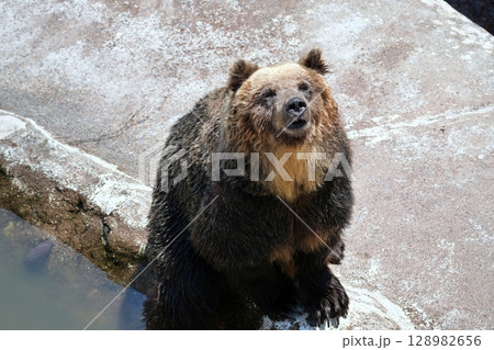 北海道 クマ牧場の風景 128982656