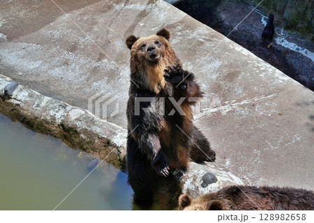 北海道 クマ牧場の風景 北海道 クマ牧場の風景 128982658