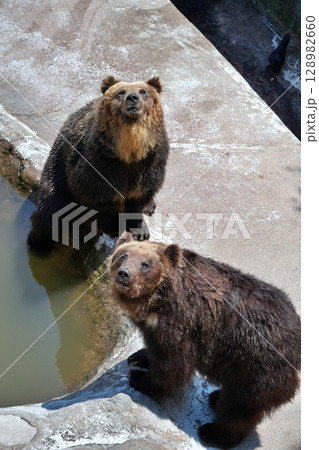 北海道 クマ牧場の風景 128982660