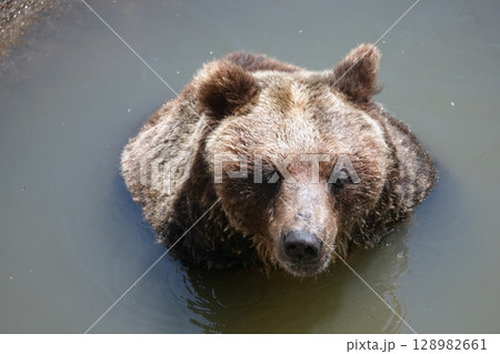 北海道 クマ牧場の風景 北海道 クマ牧場の風景 128982661