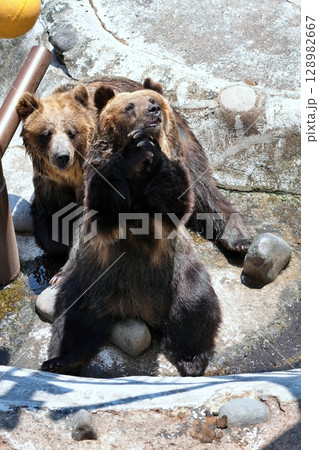 北海道 クマ牧場の風景 北海道 クマ牧場の風景 128982667