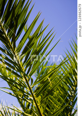 Vibrant green palm fronds under clear blue sky Vibrant green palm fronds under clear blue sky 128982679