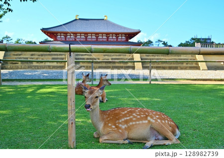 舌を出して暑そうな鹿　奈良 128982739