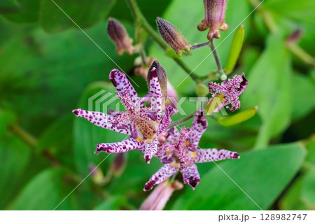 秋のガーデンに咲く美しいホトトギスの花のクローズアップ 128982747