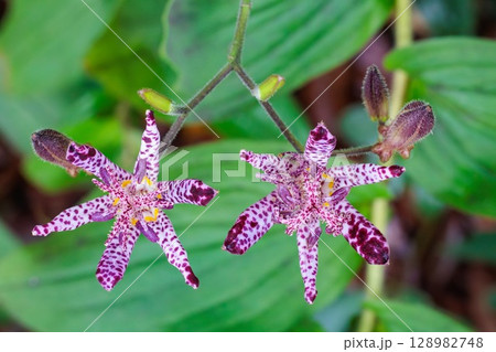 秋のガーデンに咲く美しいホトトギスの花のクローズアップ 128982748