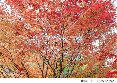 赤色やオレンジに紅葉した秋のカエデの葉 128982752