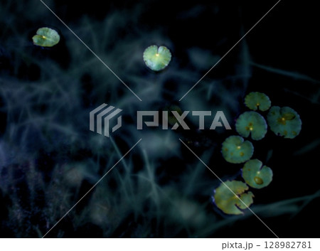湖の水面に浮かぶ浮遊植物のカメラ内多重露光写真 湖の水面に浮かぶ浮遊植物のカメラ内多重露光写真 128982781